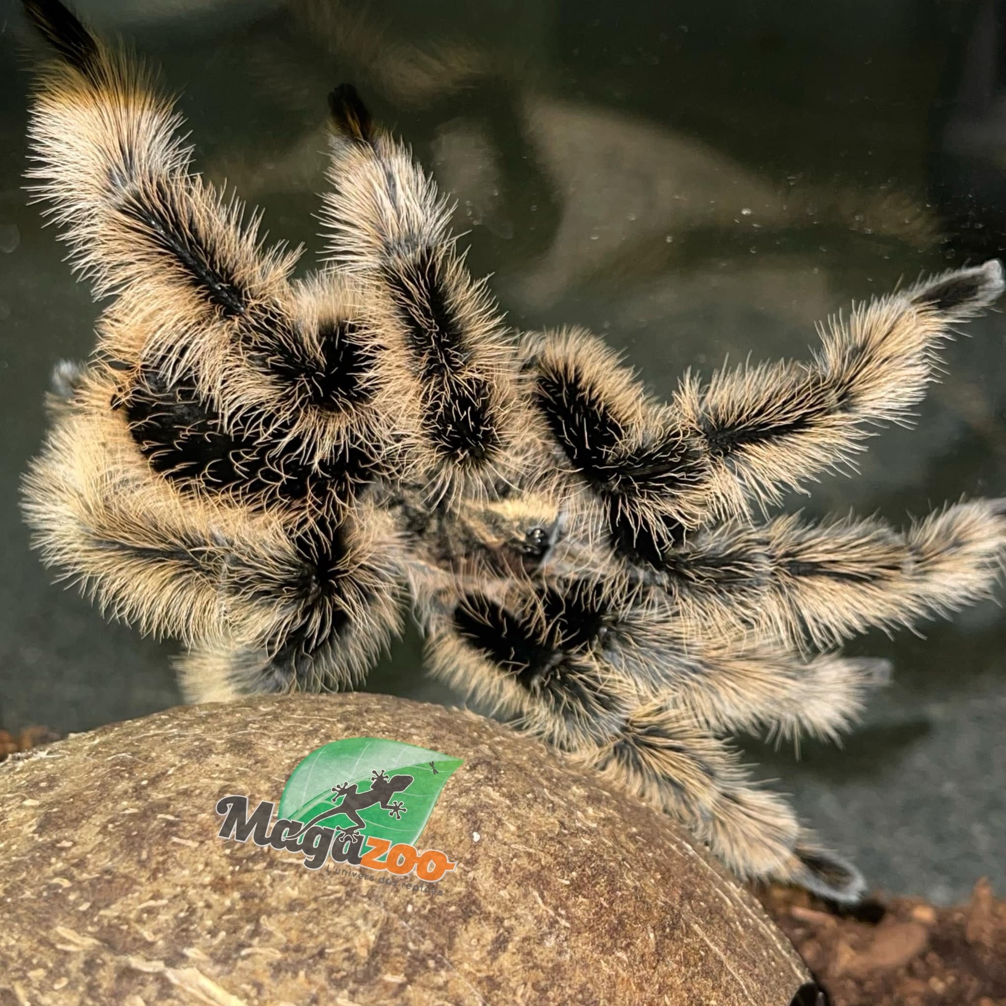 Magazoo Mature Male Curly hair tarantula/ Tliltocatl  albopilosus