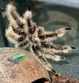 Magazoo Mature Male Curly hair tarantula/ Tliltocatl  albopilosus