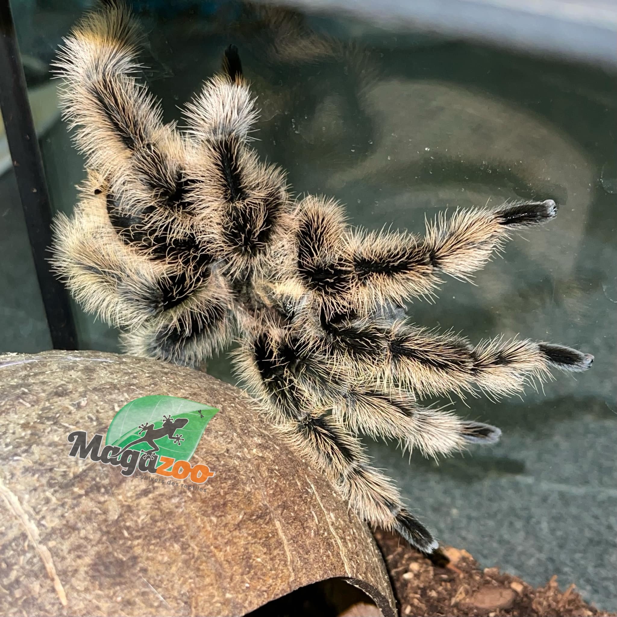 Magazoo Mature Male Curly hair tarantula/ Tliltocatl  albopilosus