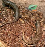 Magazoo  Kenyan Zebra Skink Breeding Pair (SOLD AS A COUPLE)