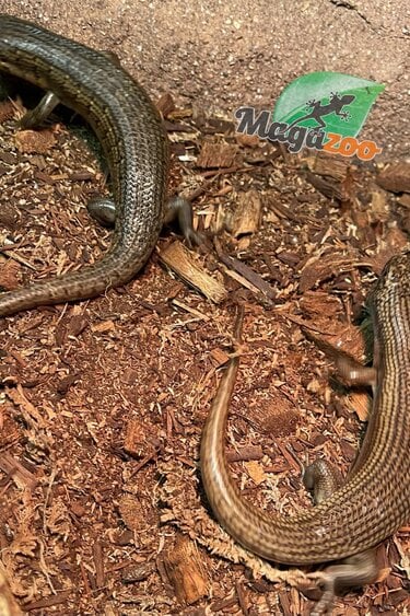 Magazoo Kenyan Zebra Skink Breeding Pair (SOLD AS A COUPLE)