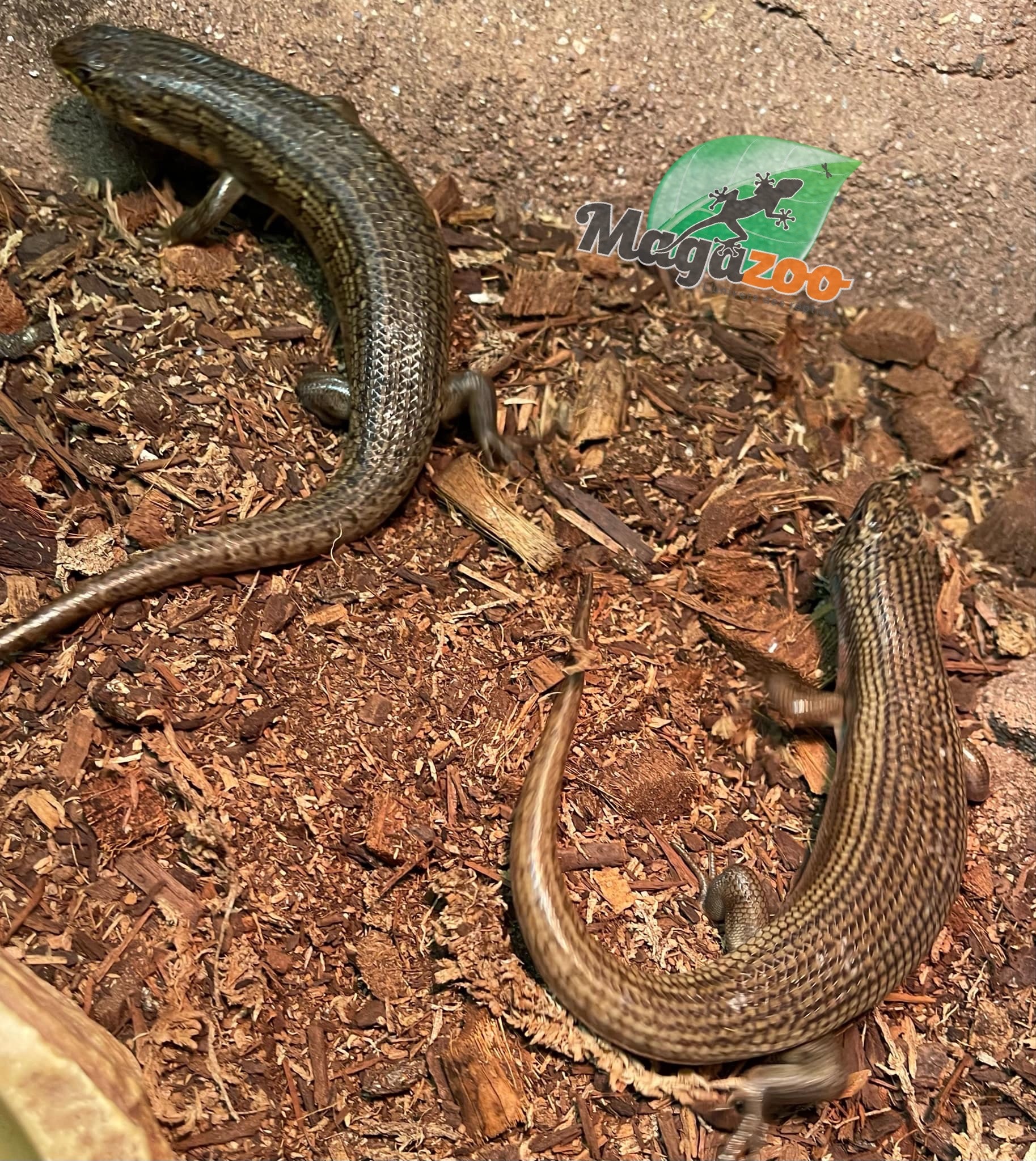 Magazoo  Kenyan Zebra Skink Breeding Pair (SOLD AS A COUPLE)