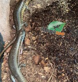 Magazoo  Kenyan Zebra Skink Breeding Pair (SOLD AS A COUPLE)