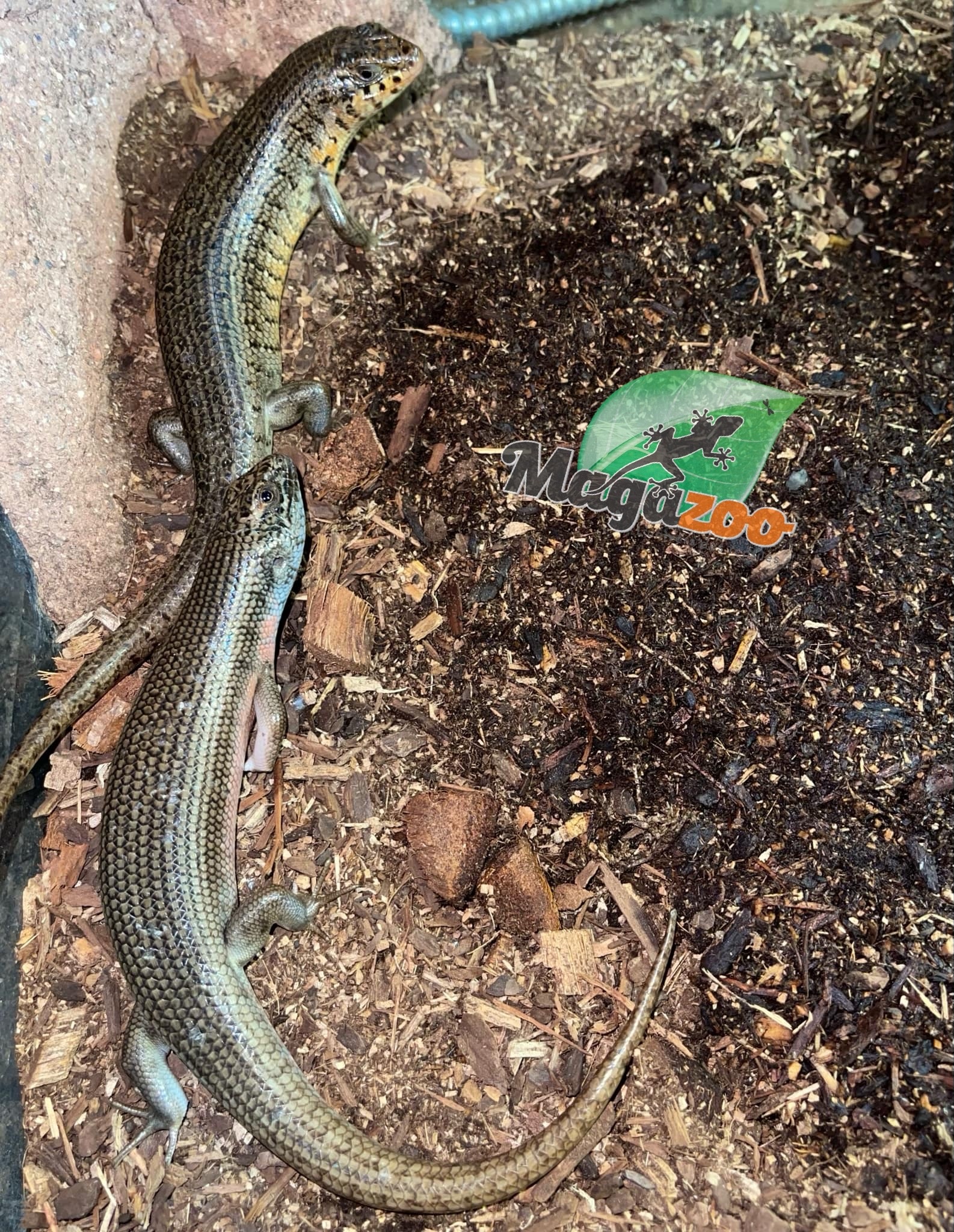 Magazoo  Kenyan Zebra Skink Breeding Pair (SOLD AS A COUPLE)