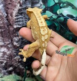 Magazoo Flame Juvenile female crested gecko