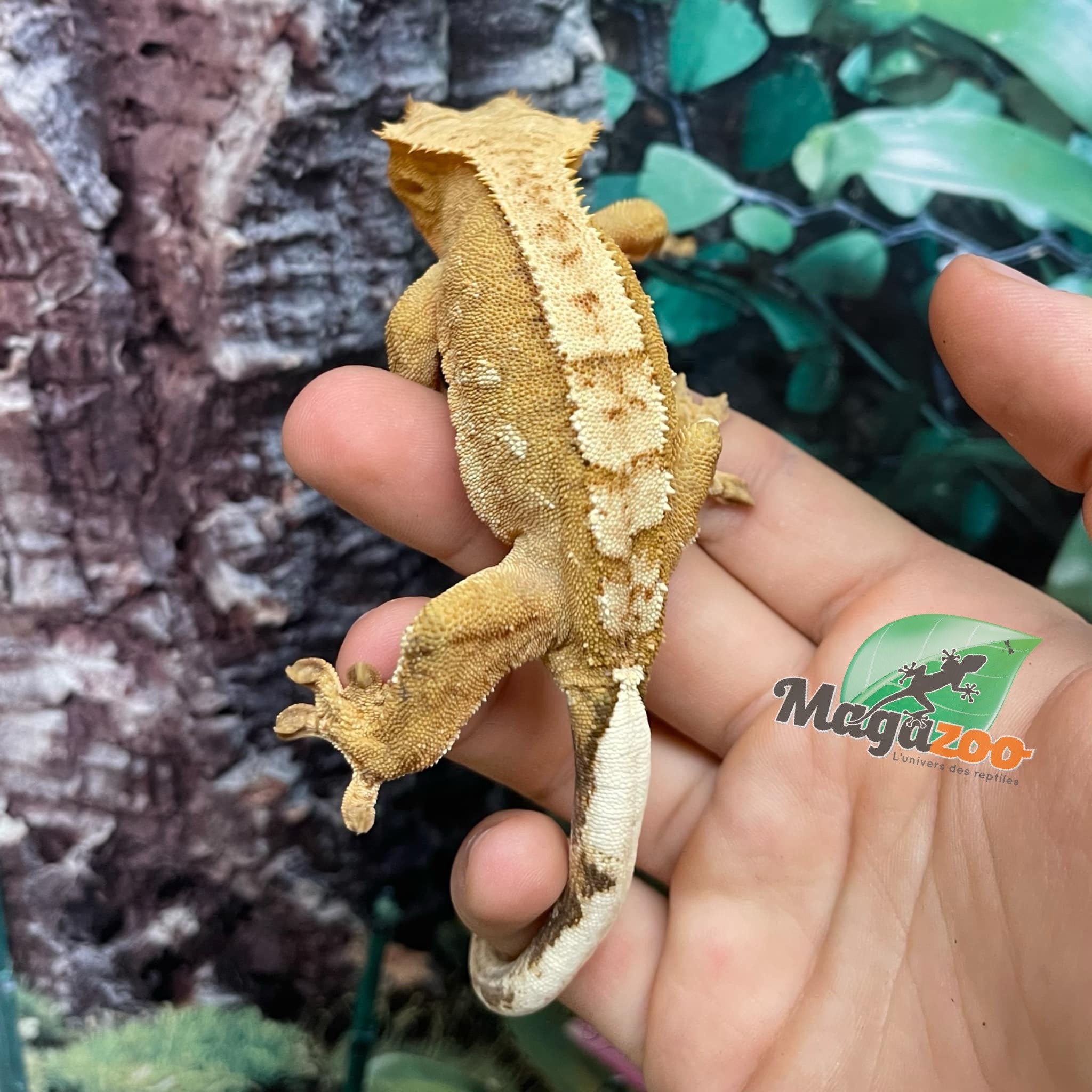 Magazoo Flame Juvenile female crested gecko