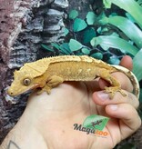 Magazoo Flame Juvenile female crested gecko