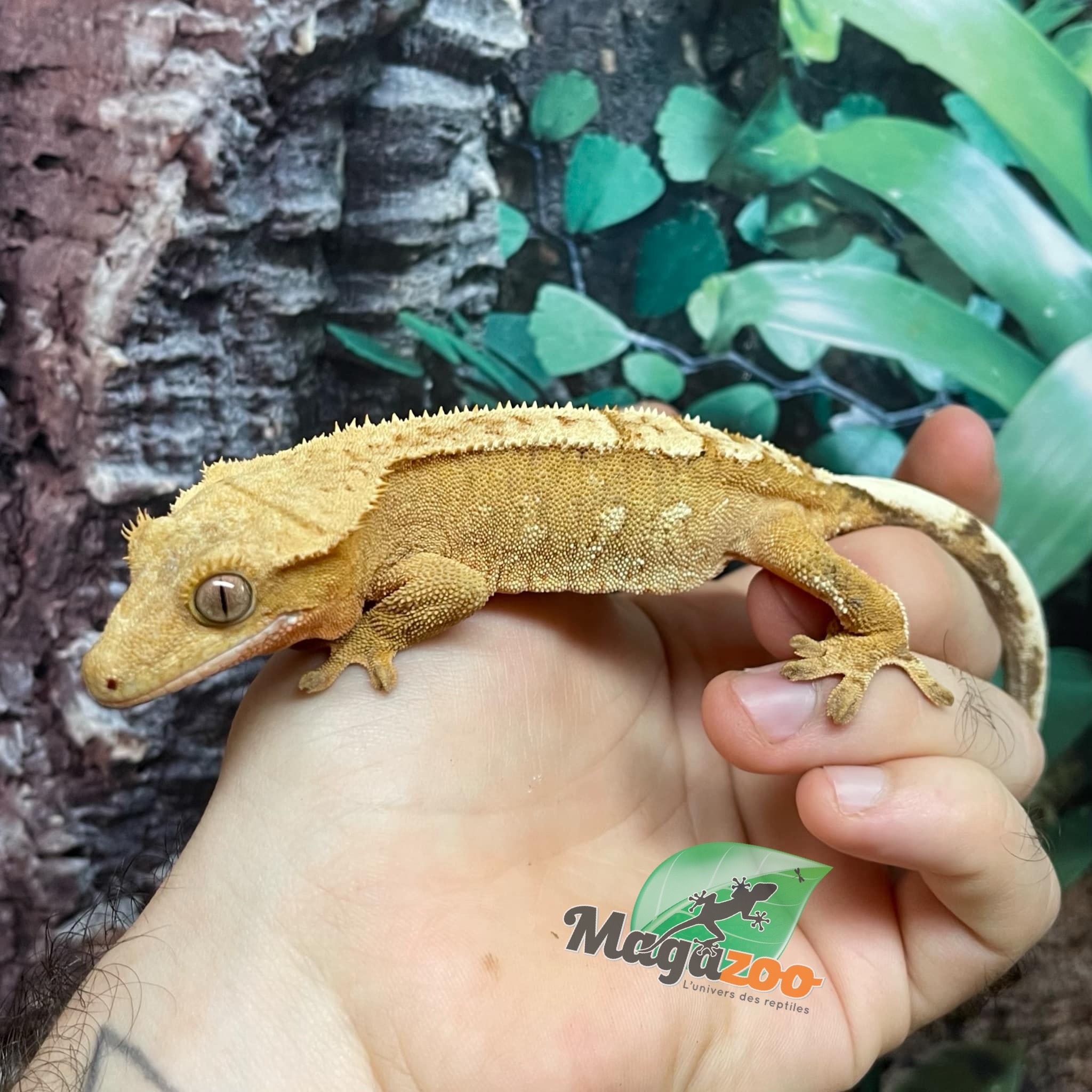 Magazoo Flame Juvenile female crested gecko