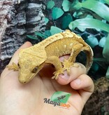 Magazoo Flame Juvenile female crested gecko