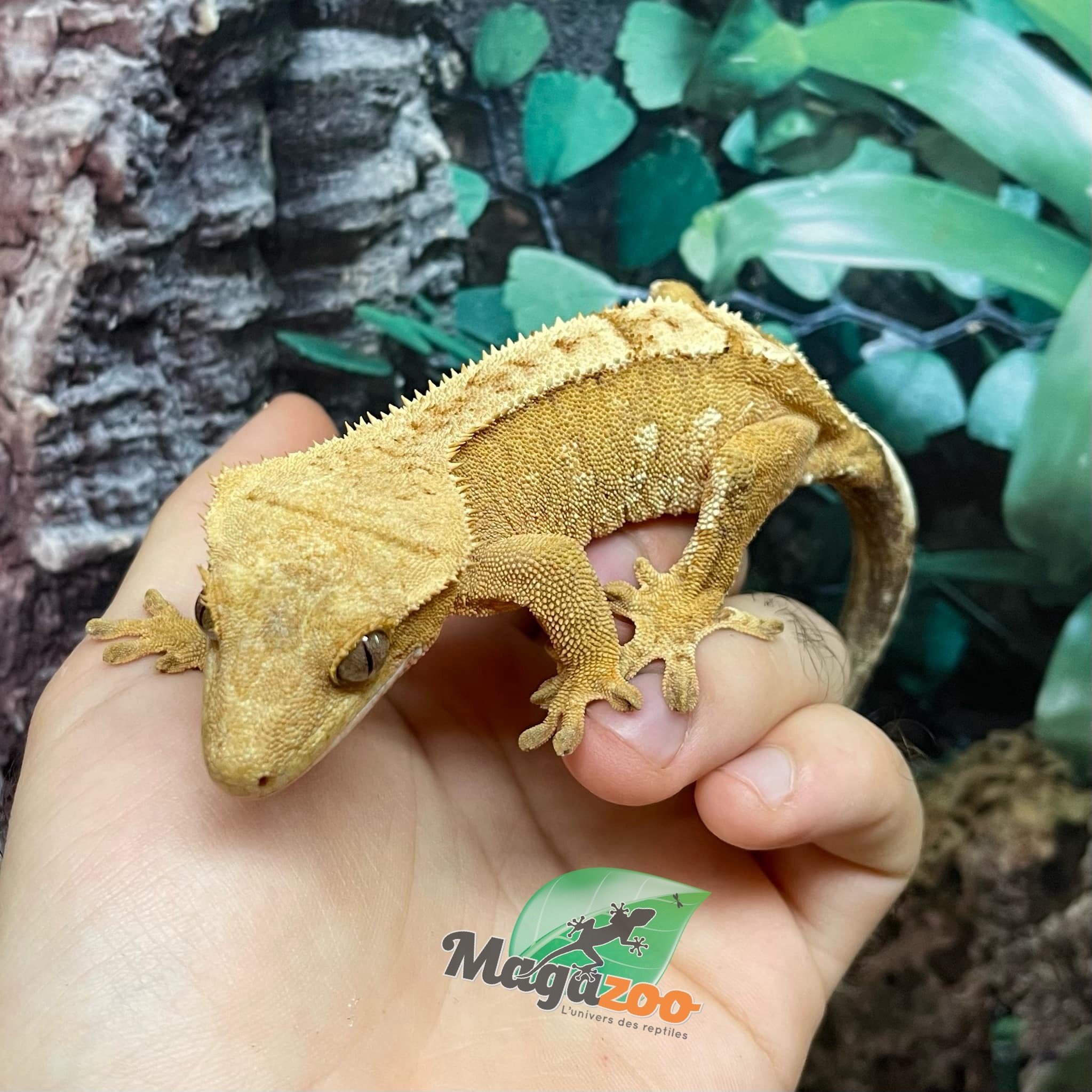 Magazoo Flame Juvenile female crested gecko