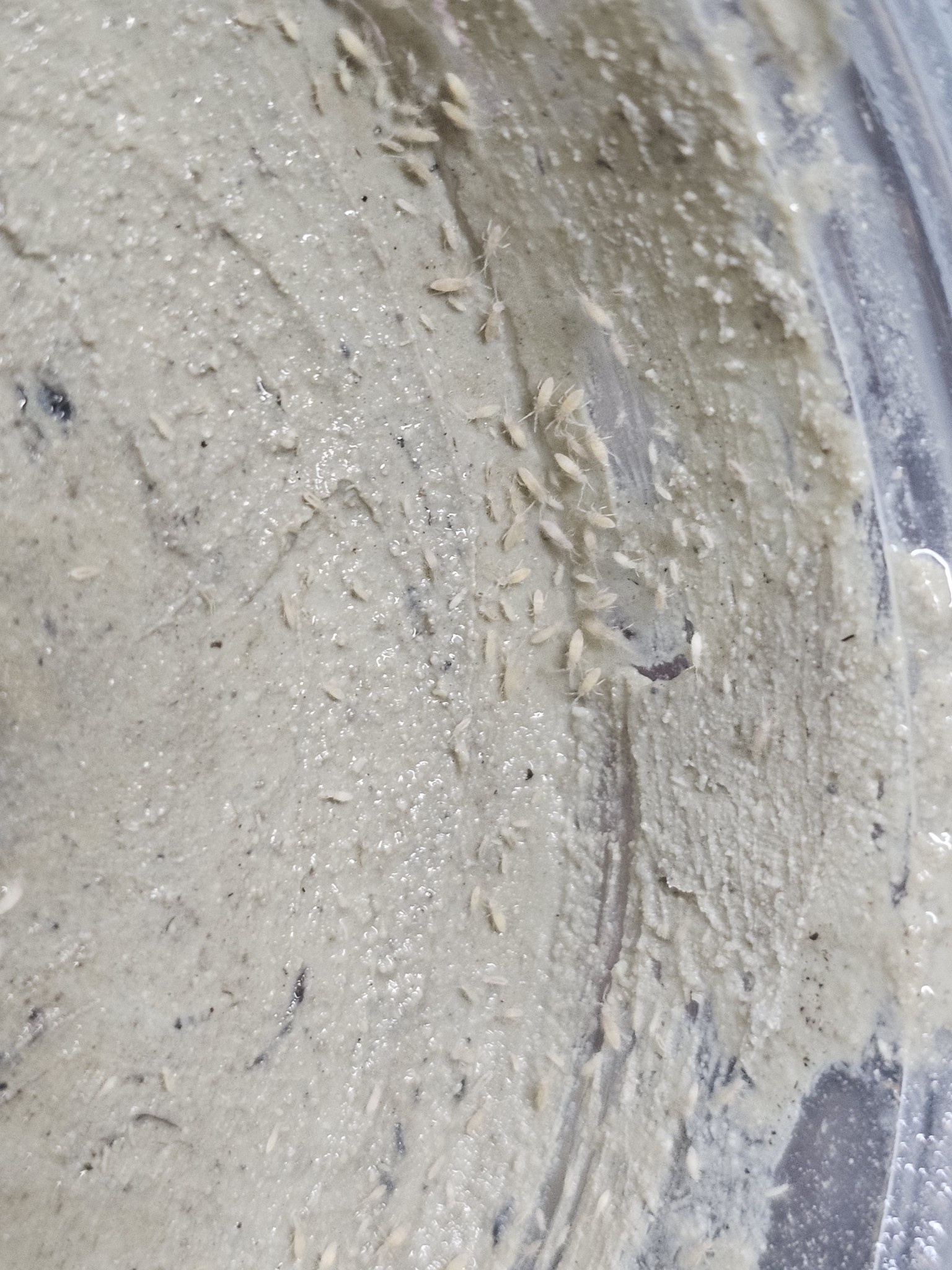 La Swamp LA SWAMP Argile calcaire 5 oz