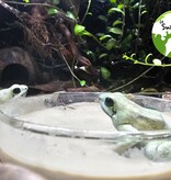 La Swamp LA SWAMP Argile calcaire 5 oz