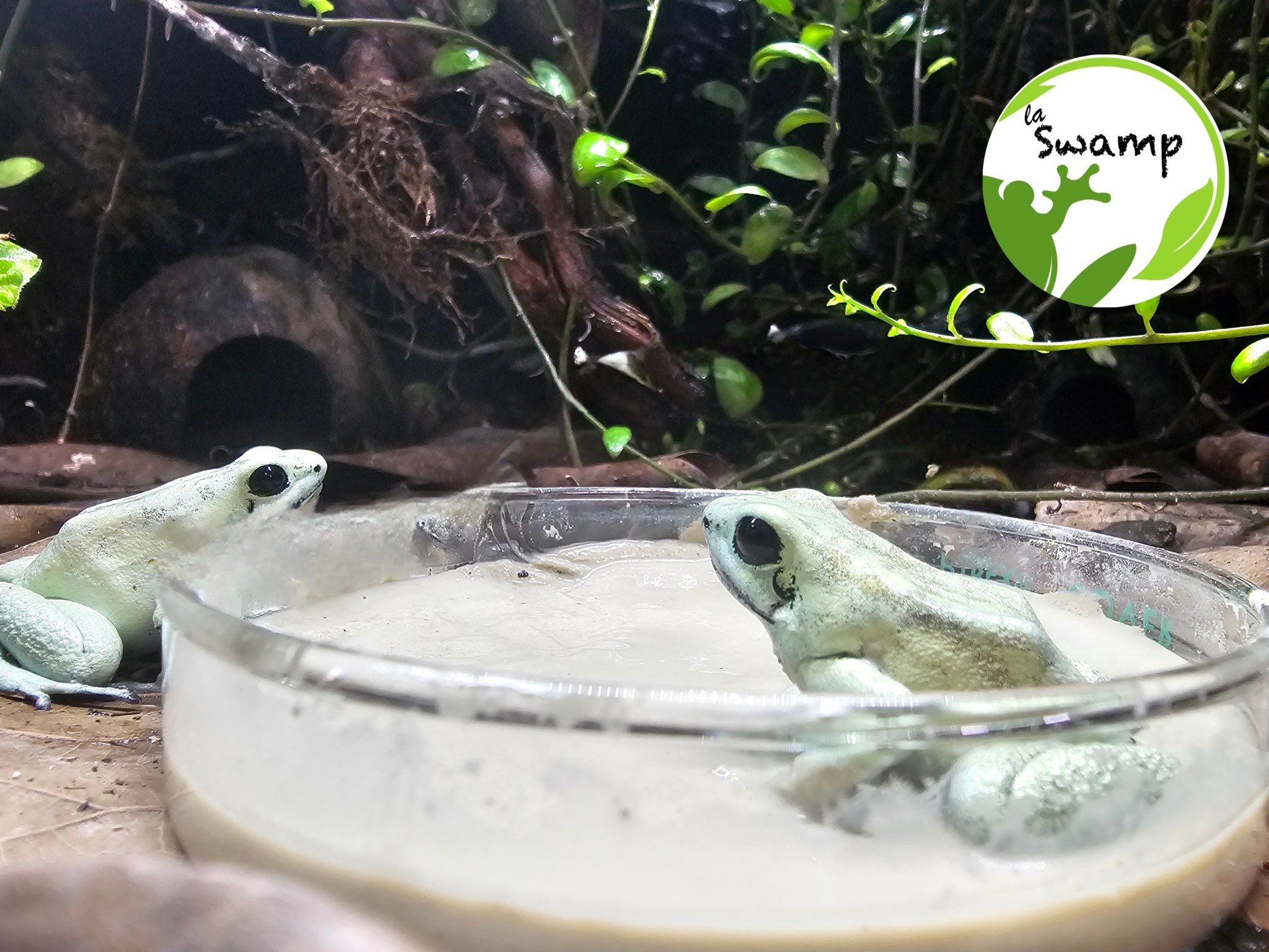 La Swamp LA SWAMP Argile calcaire 5 oz