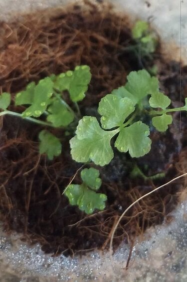 Magazoo Ferns Adiantum Plant