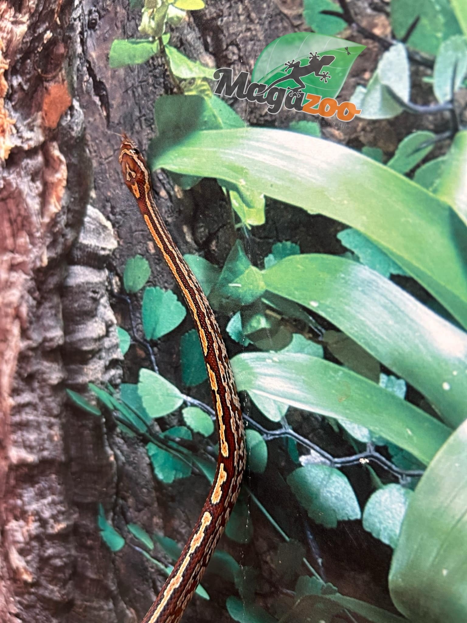 Magazoo Tessera Corn snake  (DH. Charcoal Amel) (May 2024)