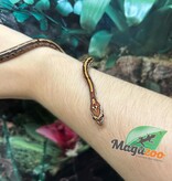 Magazoo Tessera Corn snake  (DH. Charcoal Amel) (May 2024)