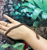 Magazoo Tessera Corn snake  (DH. Charcoal Amel) (May 2024)