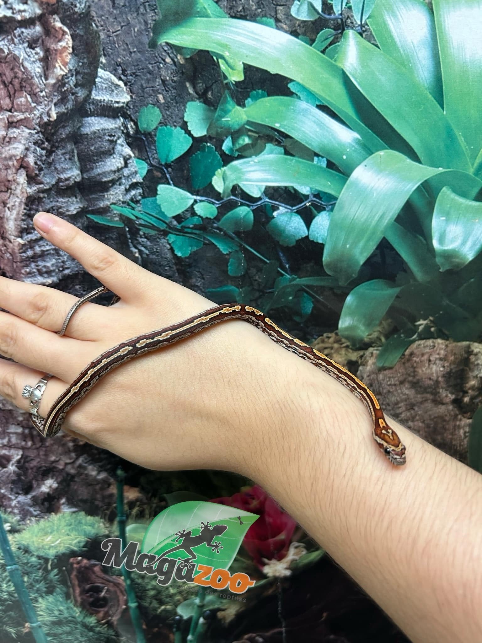 Magazoo Tessera Corn snake  (DH. Charcoal Amel) (May 2024)