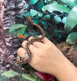 Magazoo Tessera Corn snake  (DH. Charcoal Amel) (May 2024)