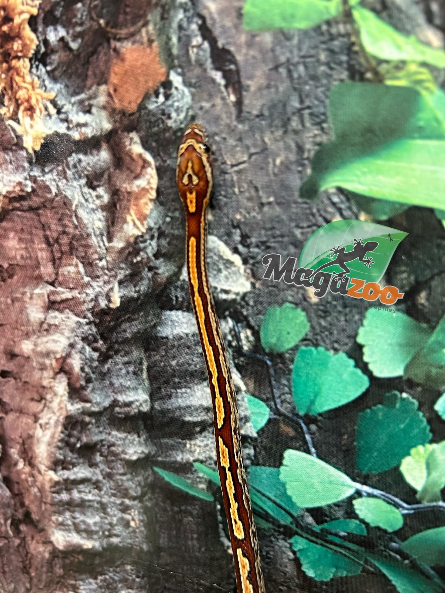 Magazoo Tessera Corn snake  (DH. Charcoal Amel) (May 2024)