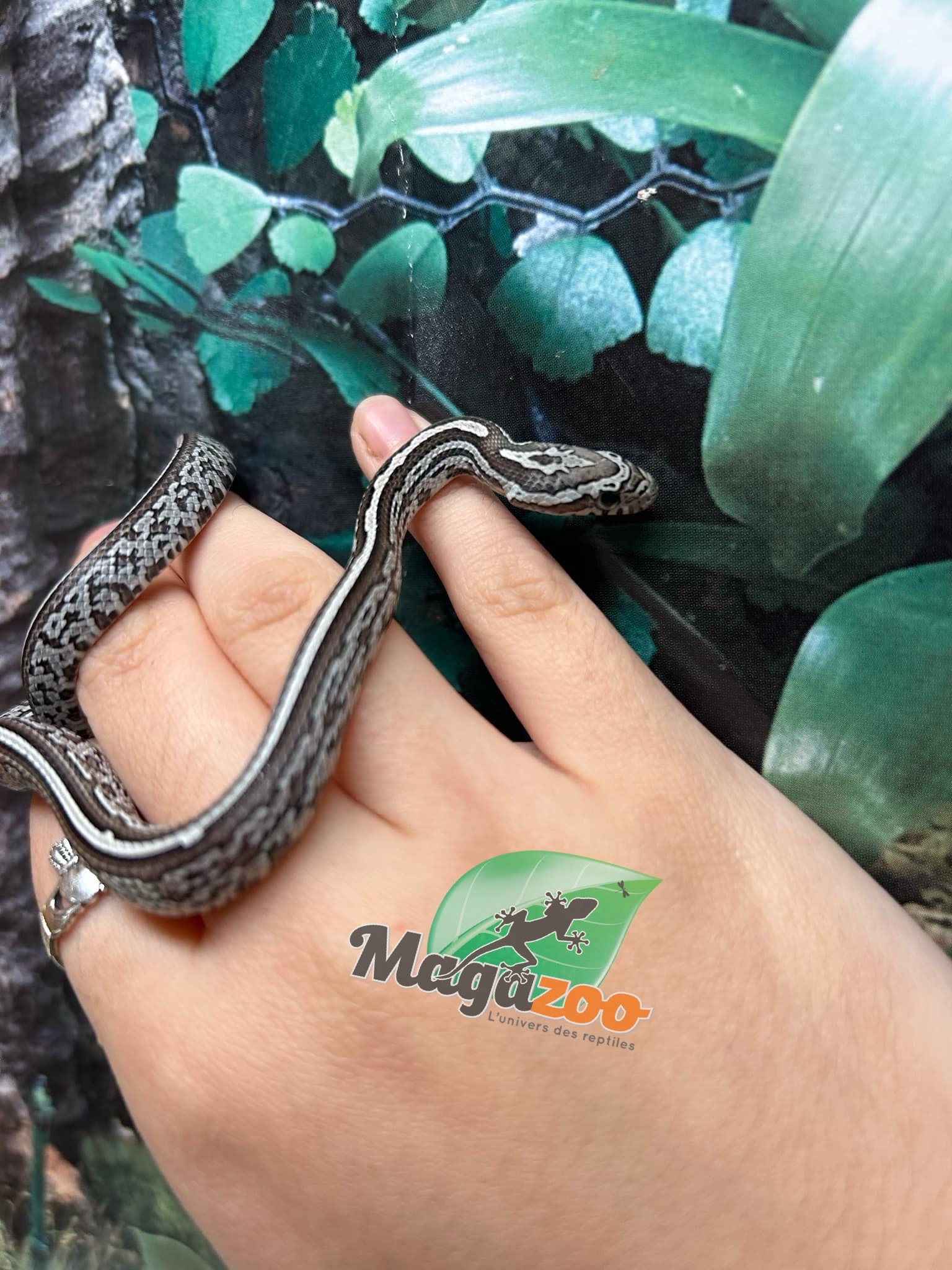 Magazoo Tessera Charcoal het. Amel Corn Snake #3 (May 2024)