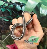 Magazoo Tessera Charcoal het. Amel Corn Snake #3 (May 2024)