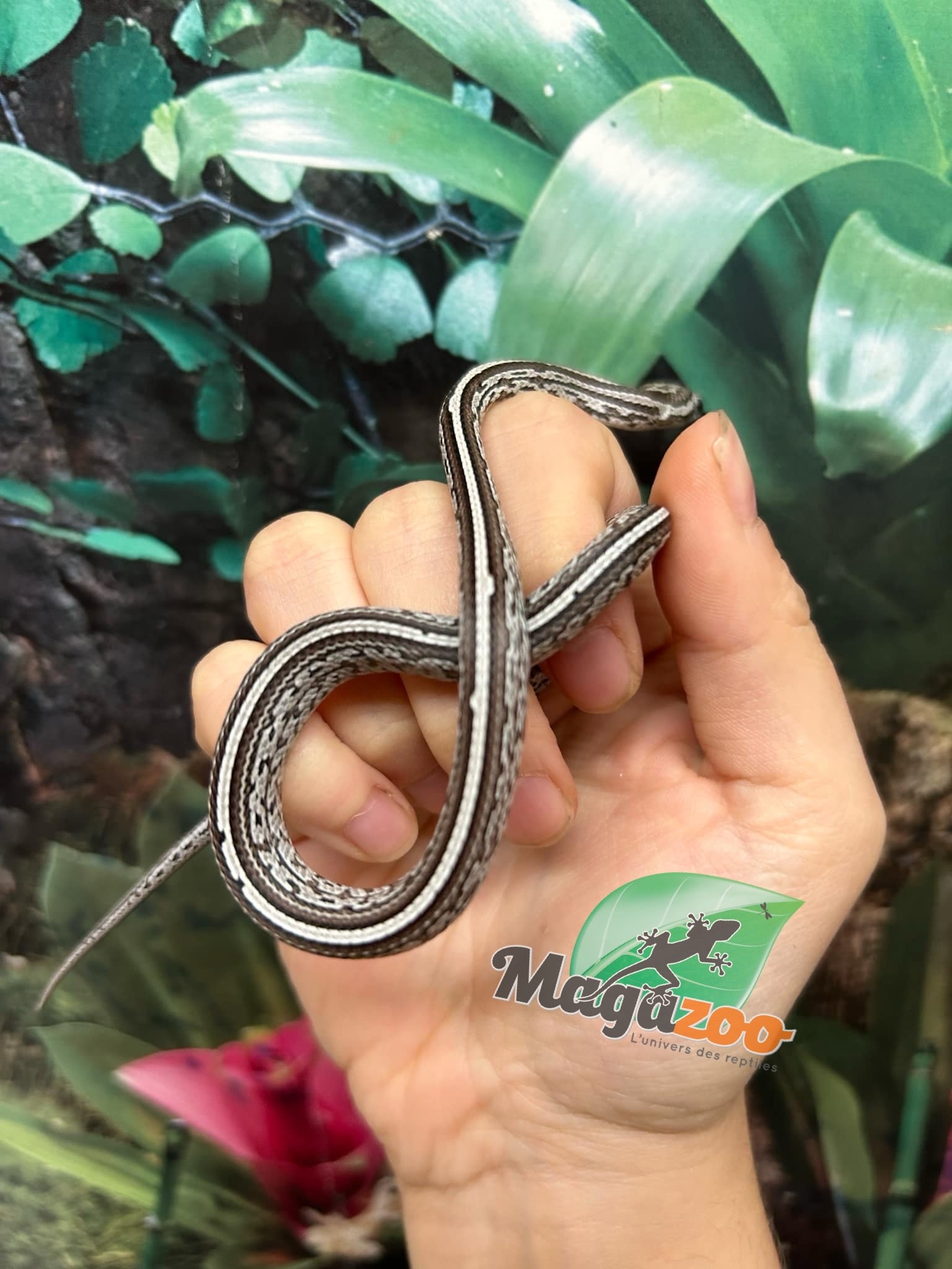 Magazoo Tessera Charcoal het. Amel Corn Snake #3 (May 2024)