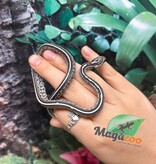 Magazoo Tessera Charcoal het. Amel Corn Snake #3 (May 2024)