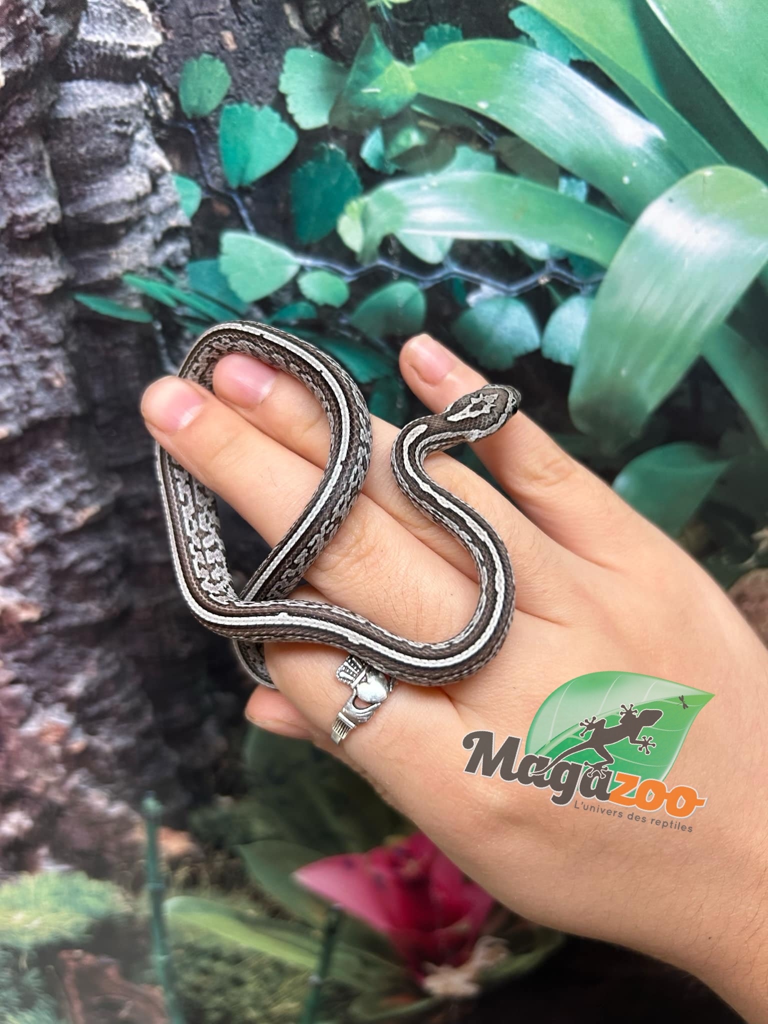 Magazoo Tessera Charcoal het. Amel Corn Snake #3 (May 2024)