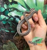 Magazoo Tessera Charcoal het. Amel Corn Snake #3 (May 2024)