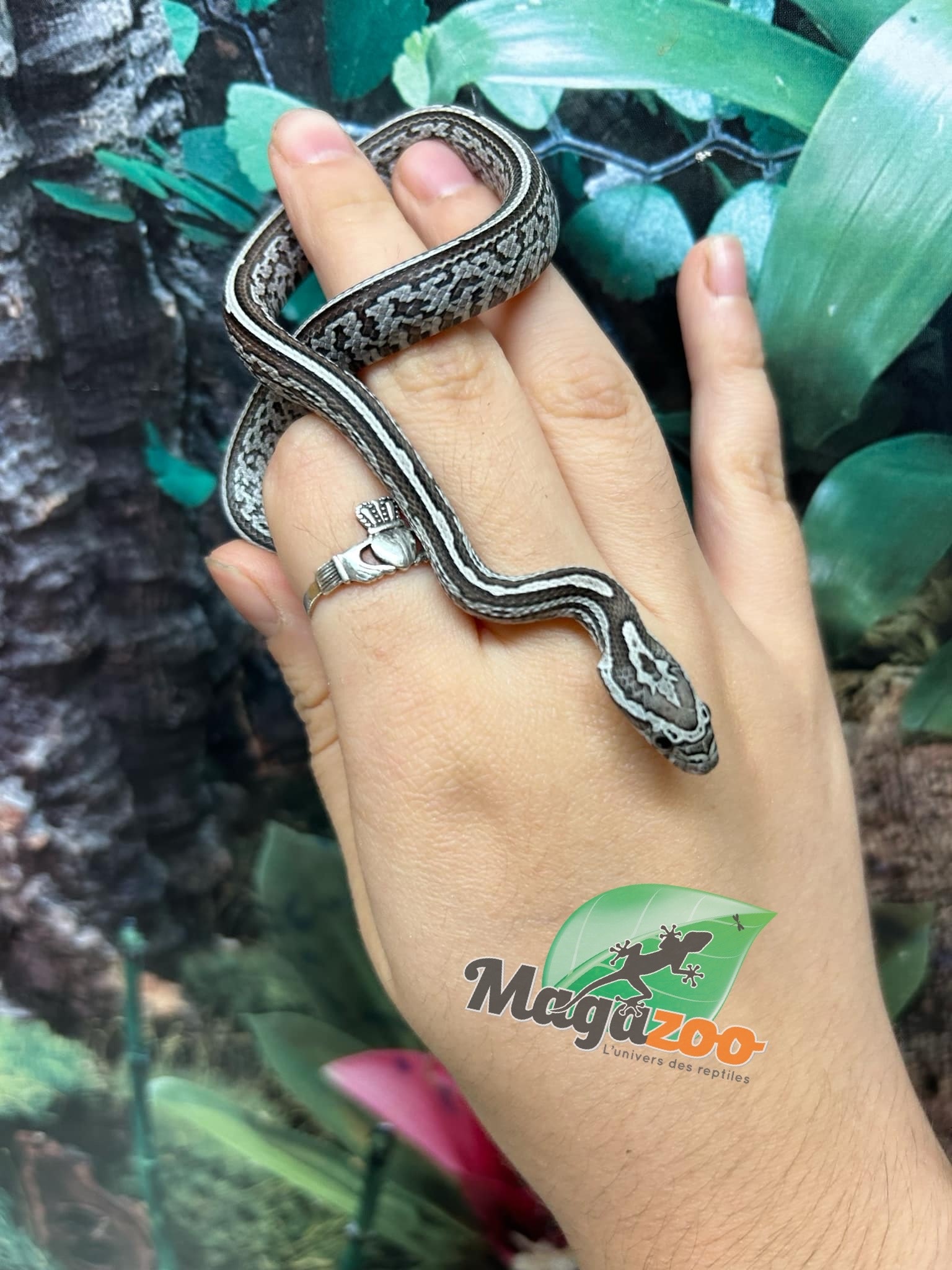 Magazoo Tessera Charcoal het. Amel Corn Snake #3 (May 2024)