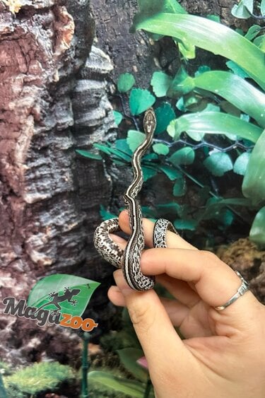 Magazoo Tessera Charcoal het. Amel Corn Snake #2 (May 2024)