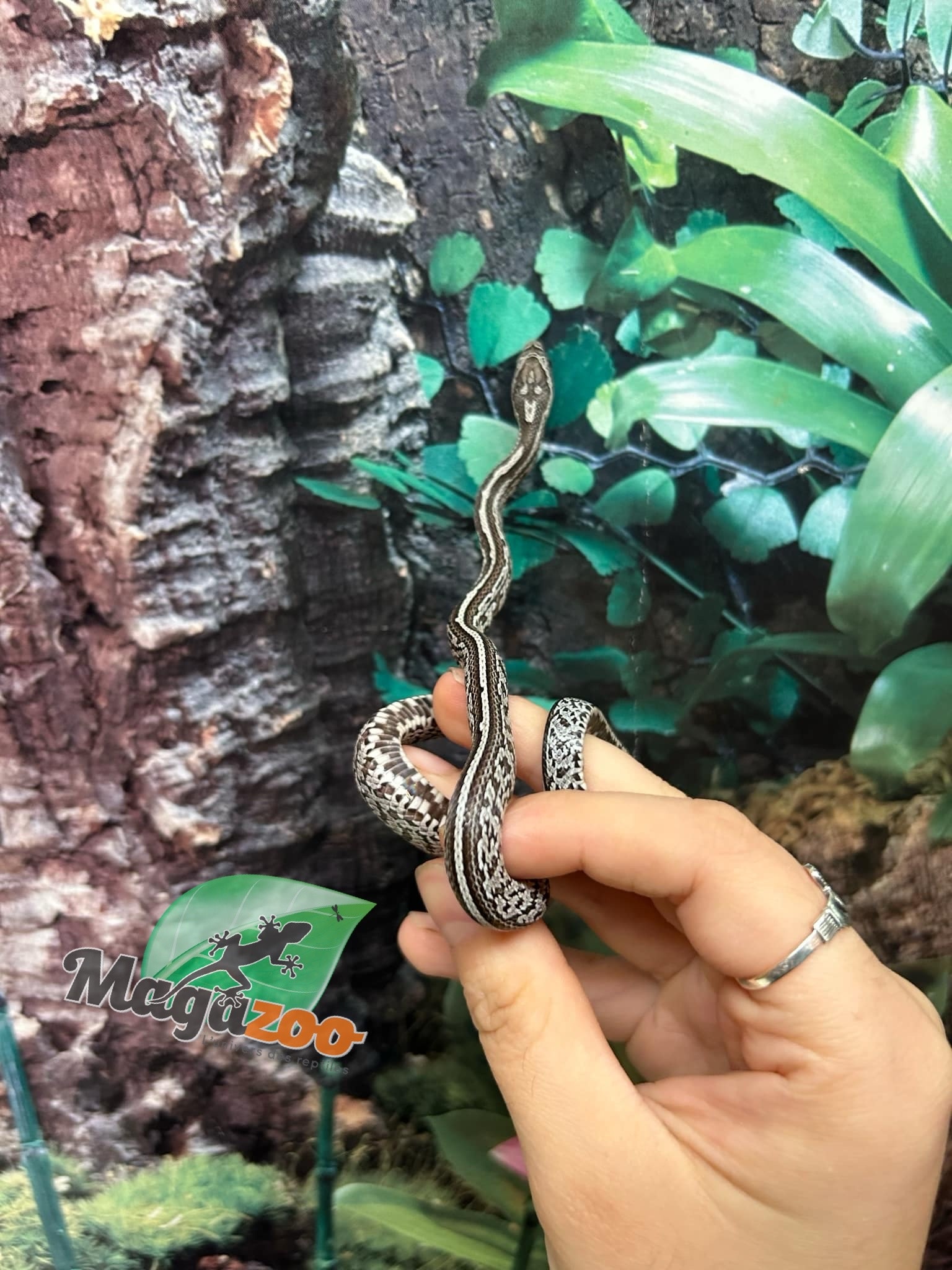 Magazoo Tessera Charcoal het. Amel Corn Snake #2 (May 2024)