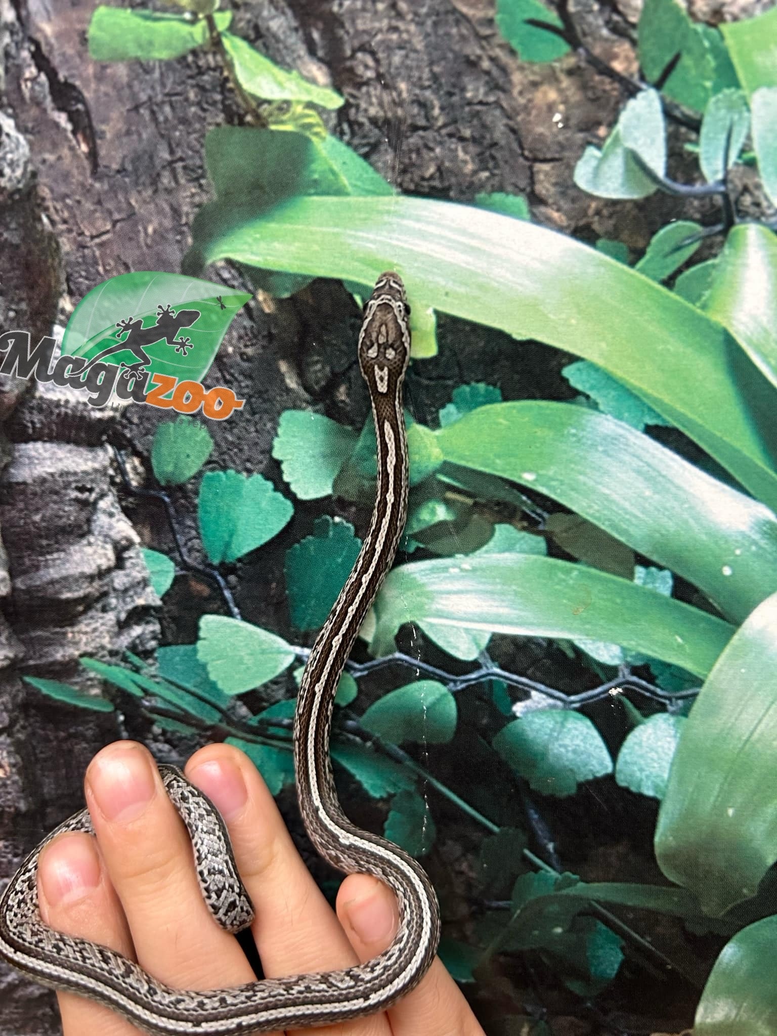 Magazoo Tessera Charcoal het. Amel Corn Snake #2 (May 2024)