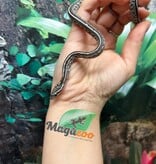 Magazoo Tessera Charcoal het. Amel Corn Snake #2 (May 2024)