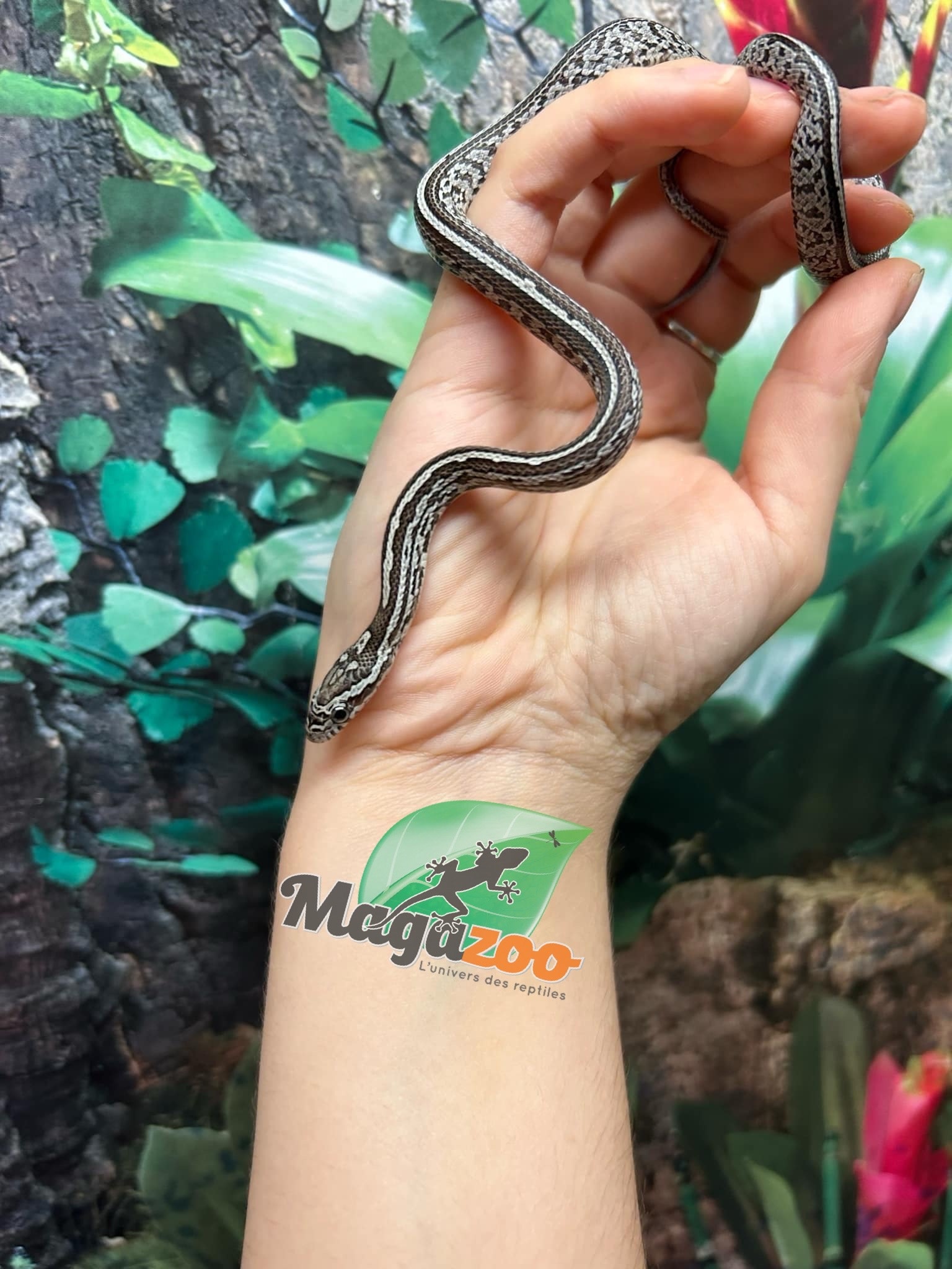 Magazoo Tessera Charcoal het. Amel Corn Snake #2 (May 2024)