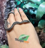 Magazoo Tessera Charcoal het. Amel Corn Snake #1 (May 2024)