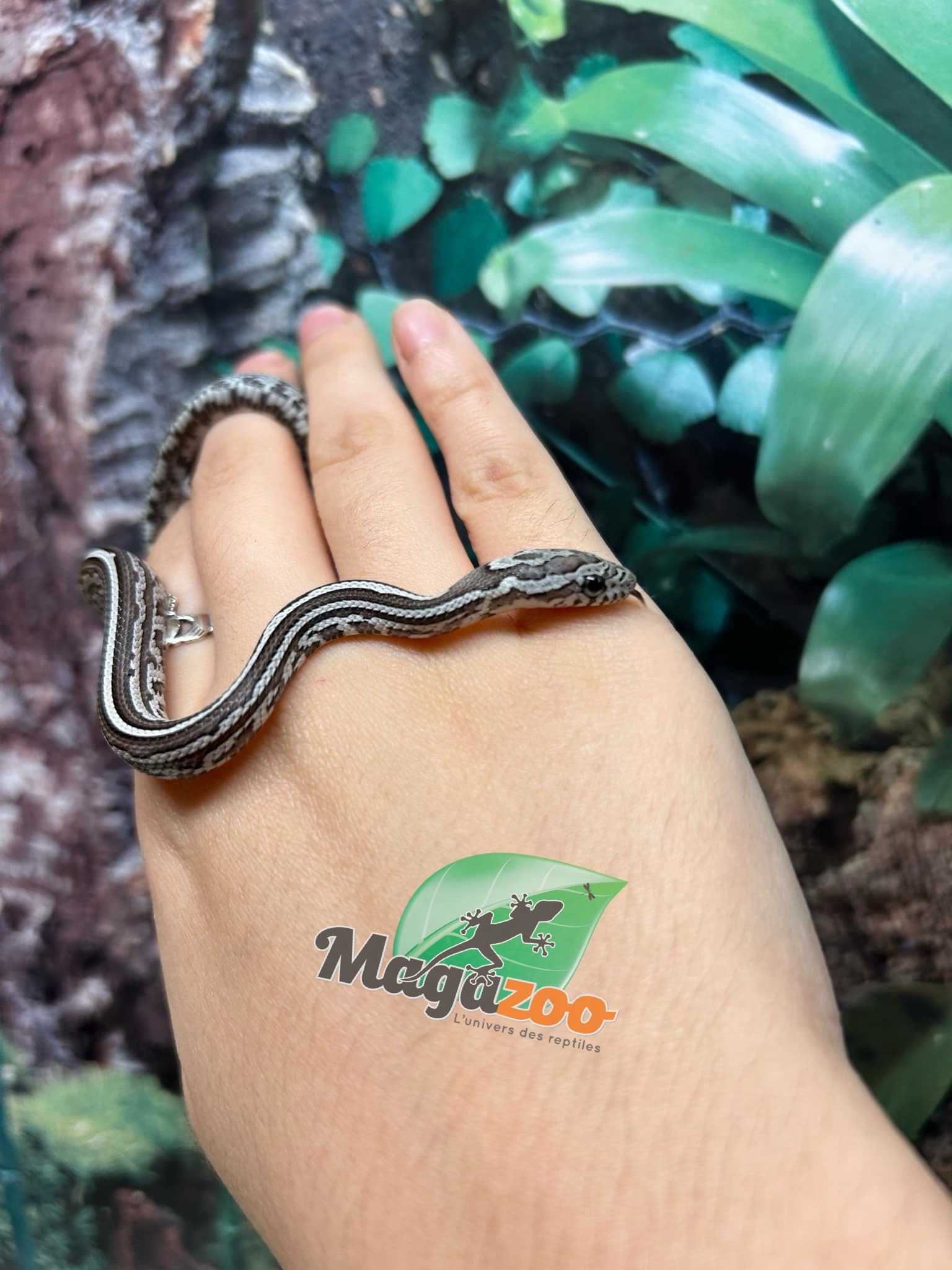 Magazoo Tessera Charcoal het. Amel Corn Snake #1 (May 2024)