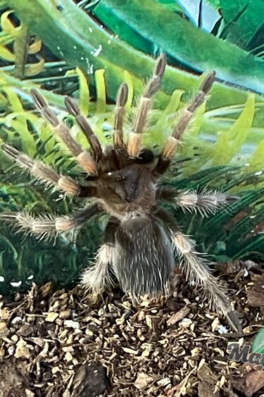 Magazoo Baby Mexican red knee tarantula (1.5'') / Brachypelma hamorii