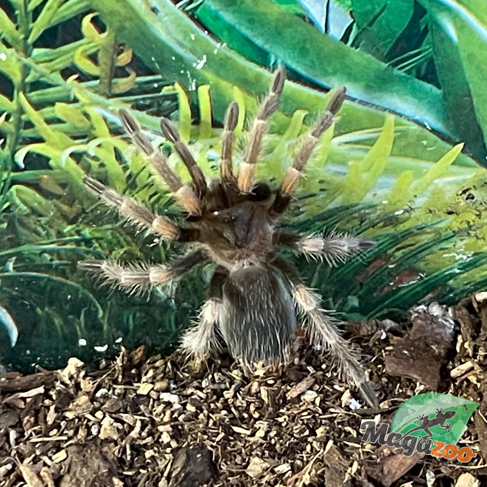 Magazoo Baby Mexican red knee tarantula (1.5'') / Brachypelma hamorii