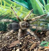 Magazoo Mygale mexicaine à genoux rouges Bébé (1.5'') / Brachypelma hamorii