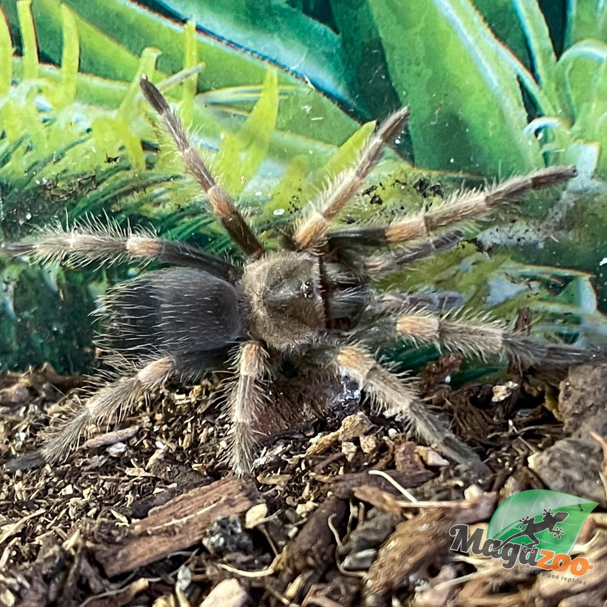 Magazoo Baby Mexican red knee tarantula (1.5'') / Brachypelma hamorii