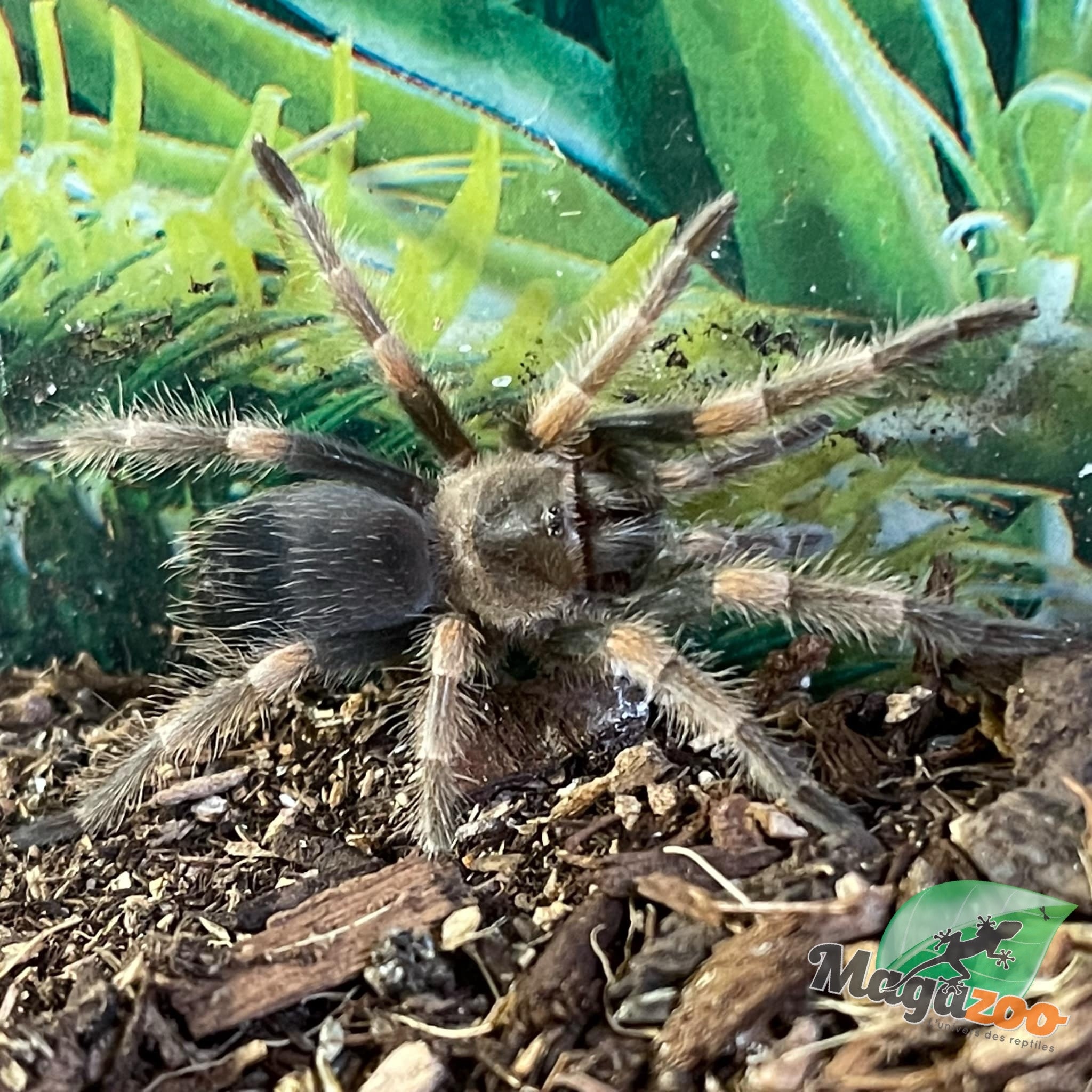 Magazoo Mygale mexicaine à genoux rouges Bébé (1.5'') / Brachypelma hamorii