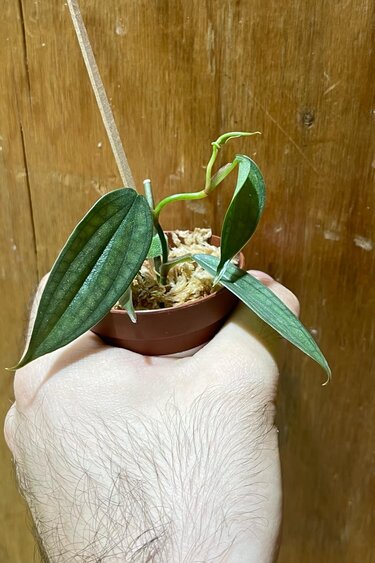 Magazoo Plante Philodendron Burle marx