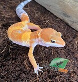 Magazoo Gecko léopard super hypo tangerine Mâle 17/5/24