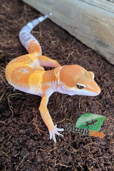 Magazoo Super hypo tangerine leopard gecko Male 5/17/24