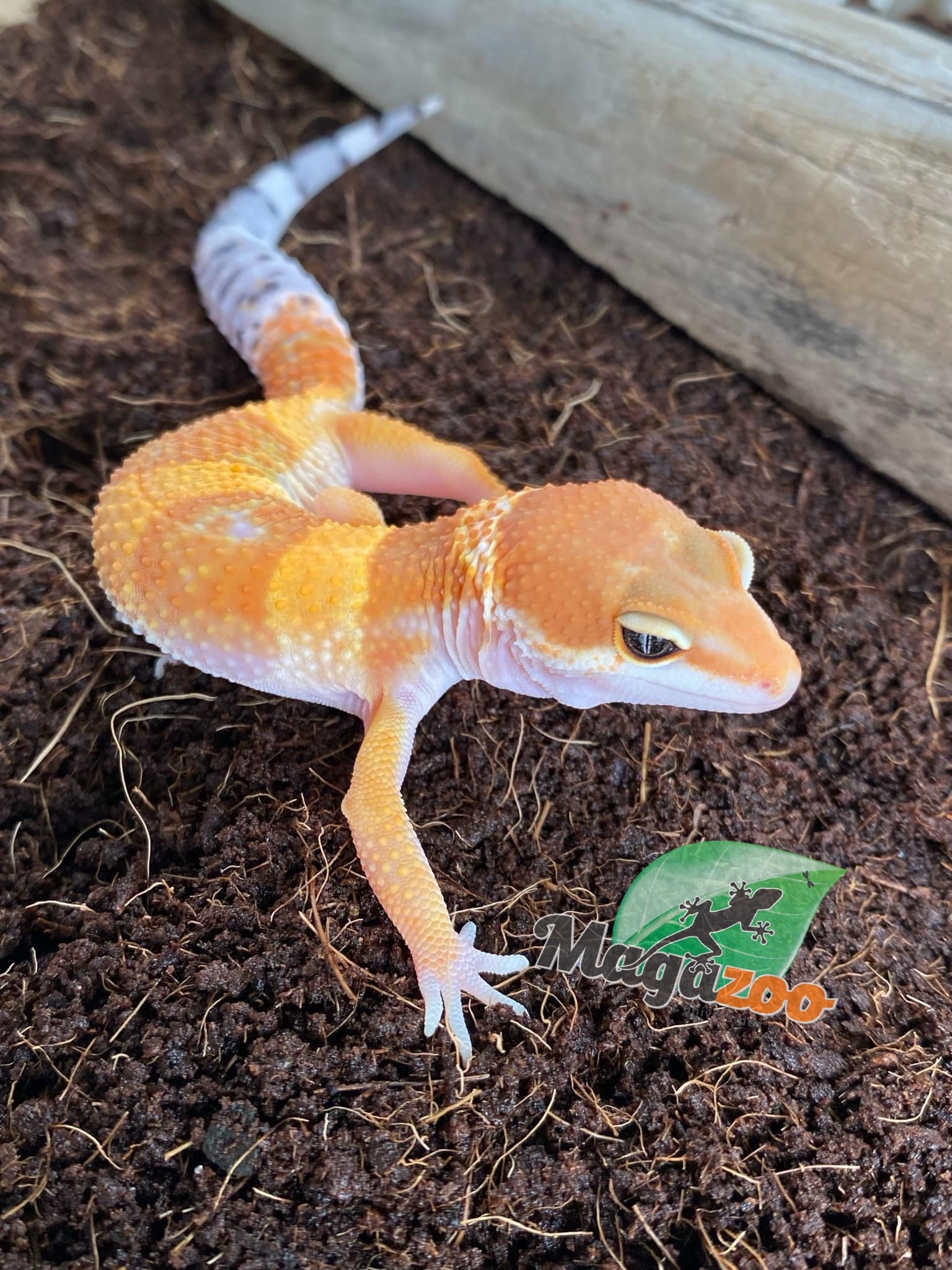 Magazoo Super hypo tangerine leopard gecko Male 5/17/24