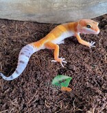 Magazoo Gecko léopard super hypo tangerine Mâle 17/5/24