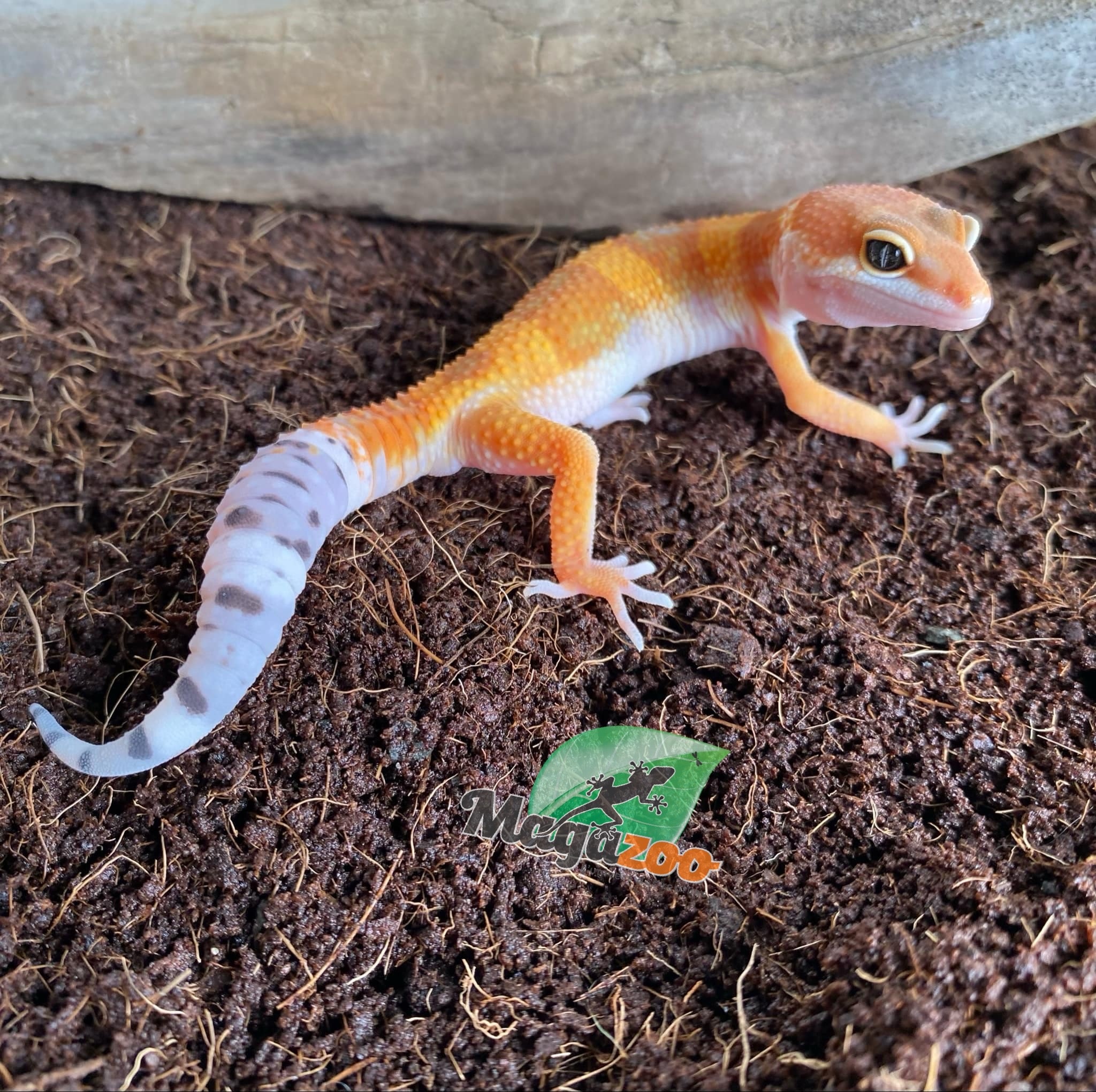 Magazoo Gecko léopard super hypo tangerine Mâle 17/5/24