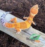 Magazoo Gecko léopard super hypo tangerine Mâle 17/5/24